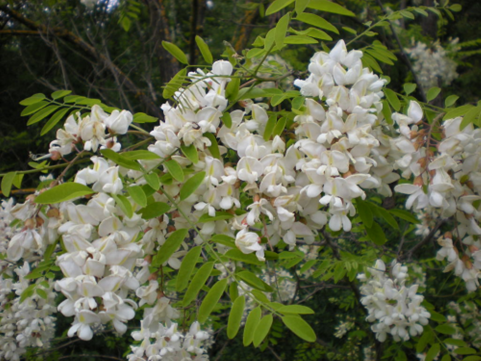 acacia fleur